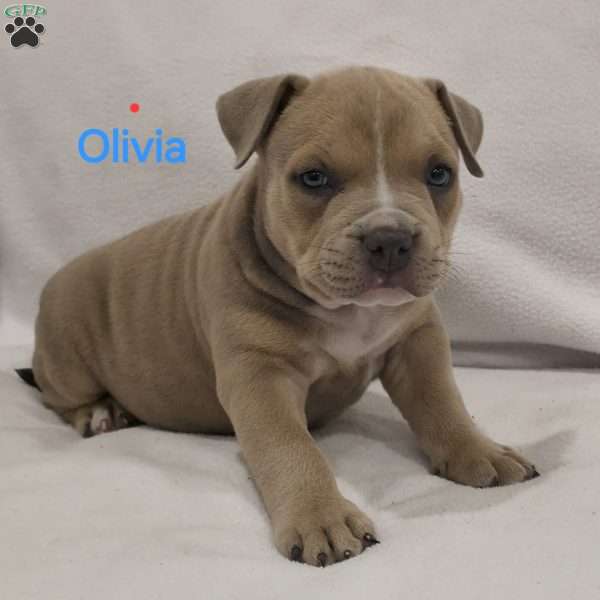 Olivia, American Bully Puppy